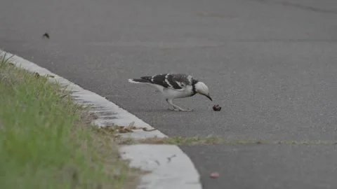 Black-collared Starling Opens and Eating Nut, Taiwan Video stock 265760865
