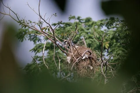Black-collared Starling perching on tree branch at the nest Stock Photos