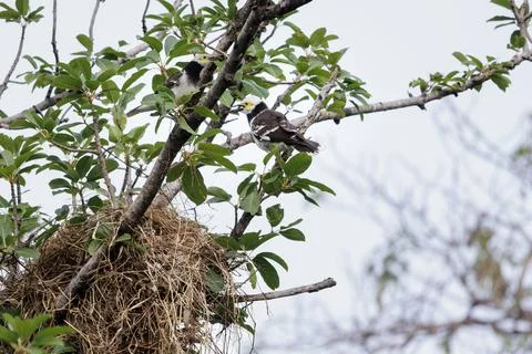 Black-collared Starling perching on tree branch at the nest 库存照片