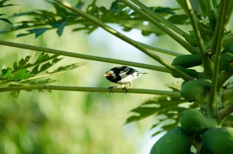 Black-collared starling Stock Photos