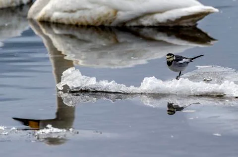 The Black-collared Starling Stock Photos