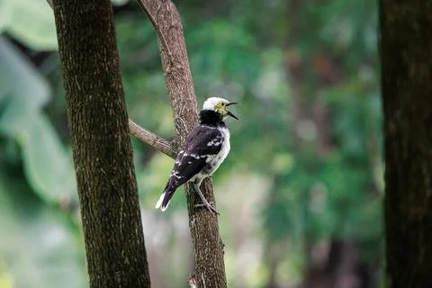 Black-collared Starling Stock Photos
