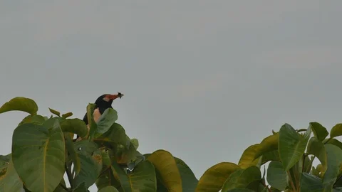 Black-collared starling resting on the tree Stock Footage 107488359