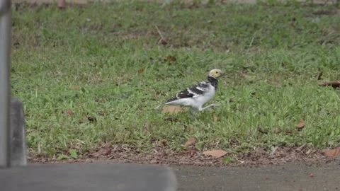 Black-collared Starling Seraching for Food, Taiwan, Tracking shot Видео 265447282