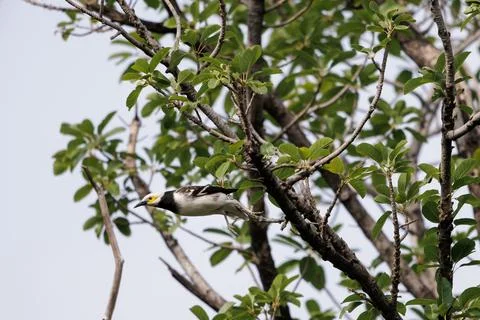 Black-collared Starling takes off from tree and flies in nature 库存照片