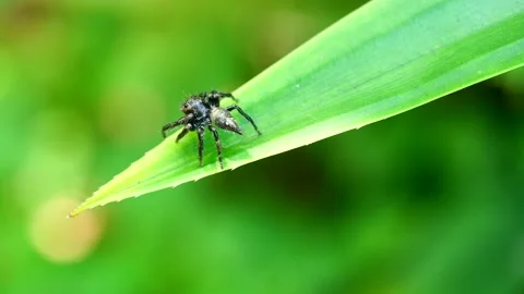 Black color spider walking on  leaf Stock Footage 207325117