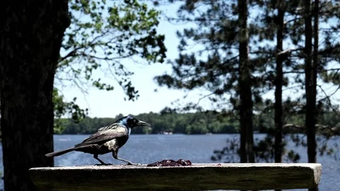 A black colored bird gobbles down jelly then flies away. Video stock 148676675