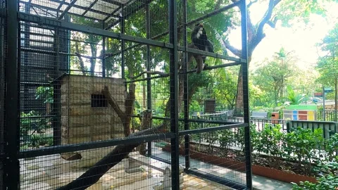 A black colored monkey with a white face and beard sits on a branch inside the Stock Footage 341298227