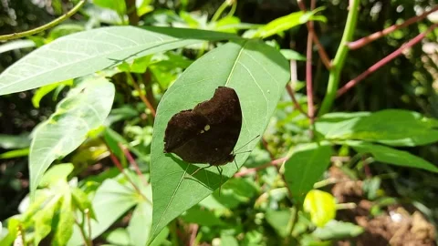 Black Colour Butterfly Stock Footage 149005369