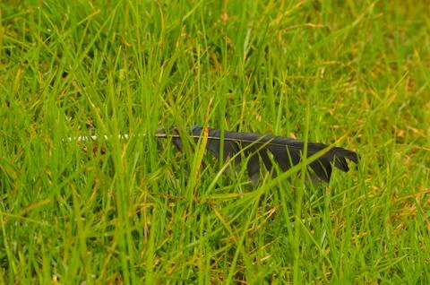Black colour crow feather lying on beautiful green grass. Stock Photos