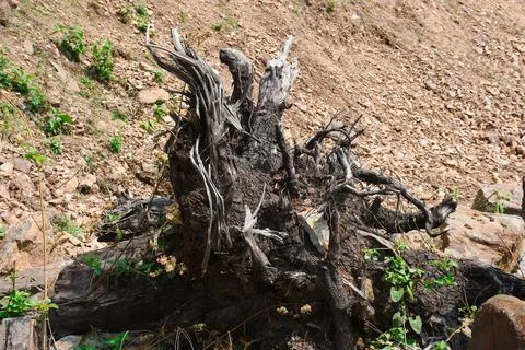 Black colour Uprooted Tree Root with defined pattern. Stock Photos