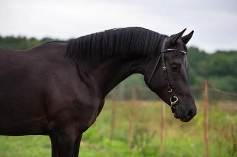 Black colt posing  in field at cloudy evening.  sportive russian Orlov-Rostop Stock Photos