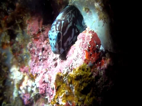 Black comb-tooth (Ecsenius namiyei) in Raja Ampat Indonesia Video stock 80273556