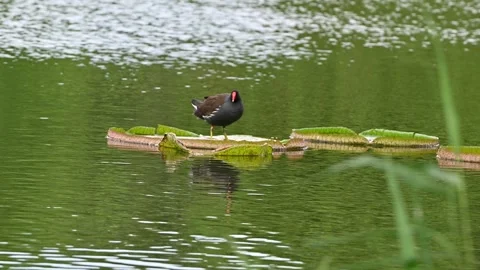 A black common moorhen  stands on a floating green leaf in calm water Stock Footage 339758387