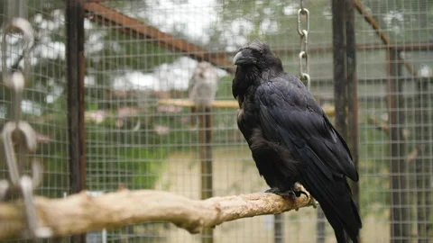 Black Common Raven sitting on a tree branch 스톡 동영상 142773834