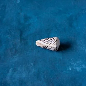 Black Cone on a blue background. Conus Marmoreus. Shell With White Triangle. 스톡 사진