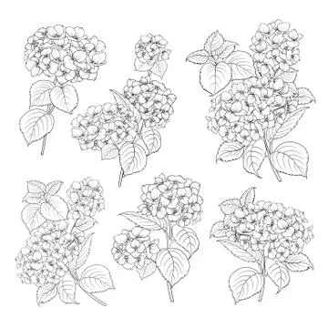 Black contour of hydrangea. Stock Illustration