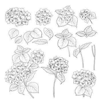 Black contour of hydrangea. Stock Illustration
