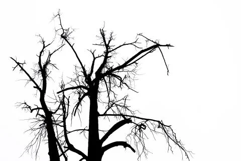Black contrasting trunks and branches without leaves on a white background. Stock Photos