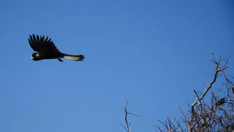 Black Coockatoo Slow Motion Stock Footage 159035289