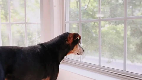 Black Coonhound Looking out Of Bay Window with Soft Fur Coat and Curious Face Stock Footage 253137231