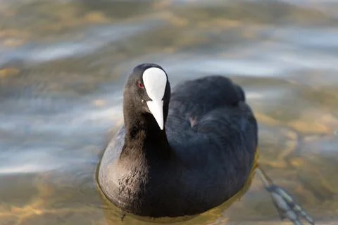 Black Coot breeding Stock Photos