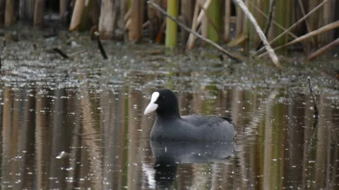 Black coot diving in pond with snake nearby Stock Footage 330728835