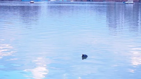 Black coot floating and plunging in lake Stock Footage 86289757
