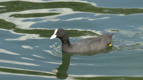 A black coot floating on the lake Stock Footage 40654383