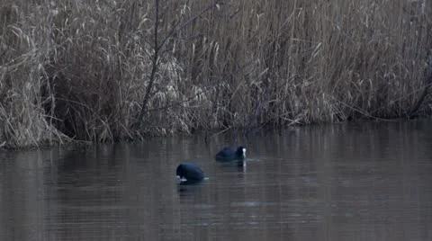 Black coot Stock Footage 22155989