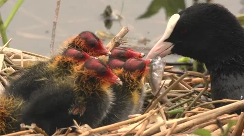 Black coot with hatchlings Stock Footage 64334229