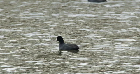 Black coot in a lake Stock Footage 253497669