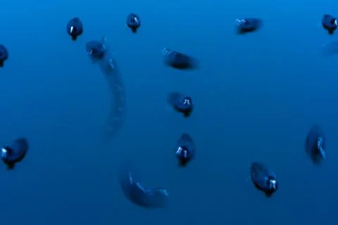 Black coot in motion Stock Photos
