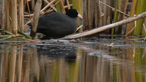 Black coot perched as toad swims by Stock Footage 331687011