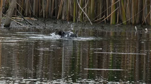 Black coot splashing and flapping wings in pond Stock Footage 331686653