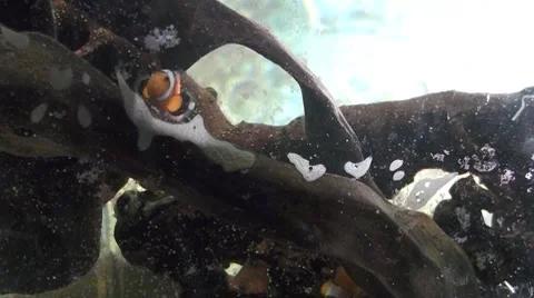 Black coral Stock Footage 8600958