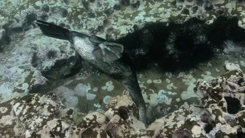 Black cormorant bird diving between corals and underwater terrains. Vídeos de archivo 221247051