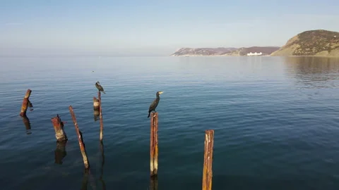 Black cormorant 库存影片 165545358