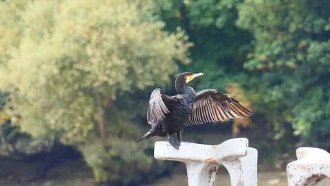 Black cormorant with outstretched wings. Stock Footage 81255829
