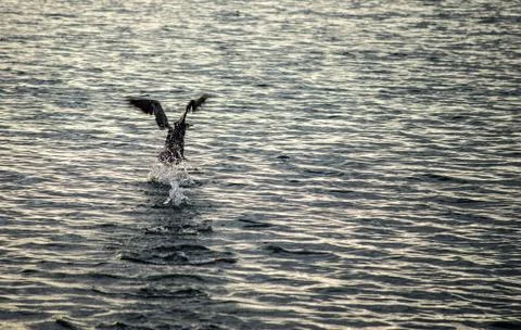 A black cormorant Stock Photos