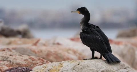 Black cormorant shaking on the rocks, 4k video Stock Footage 261557574
