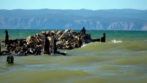 Black cormorant sits on rocks in the middle of the water Stock Footage 139343255
