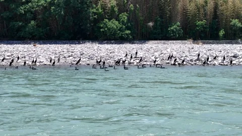 Black cormorants float near a turquoise river Stockbeeldmateriaal 339111450