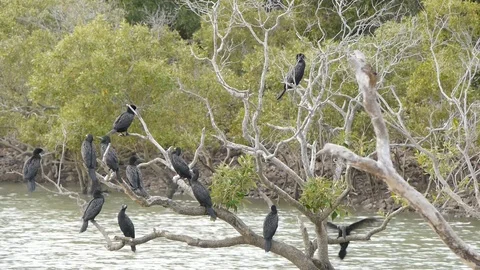 Black cormorants perched on tree over water Video stock 106235656