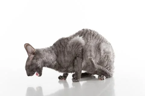 Black Cornish Rex Cat Sitting on the White Table with Reflection. White Bac.. Stock Photos