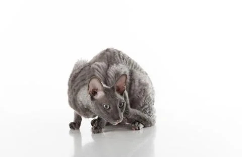 Black Cornish Rex Cat Sitting on the White Table with Reflection. White Bac.. Stock Photos