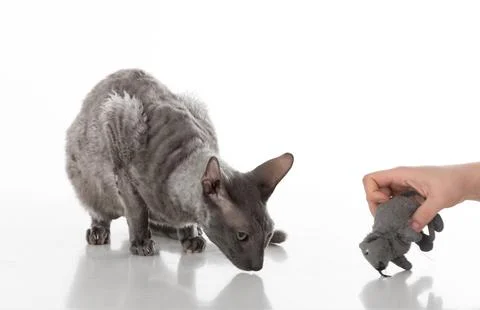 Black Cornish Rex Cat Sitting on the White Table with Reflection. White Bac.. Stock Photos
