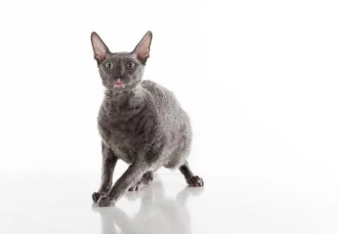 Black Cornish Rex Cat Sitting on the White Table with Reflection. White Bac.. Stock Photos