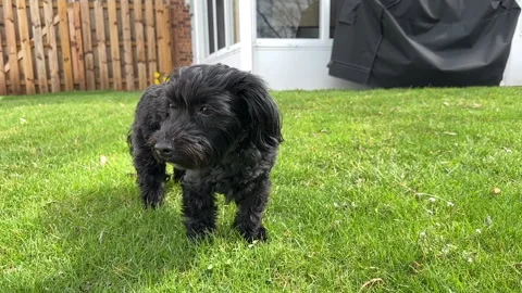 Black Coton De Tulear dog on a windy day in a back yard Stock Footage 301926203