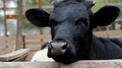 Black Cow Chews in the Paddock and Technical Change Plans in Ukraine Stock Footage 70917132